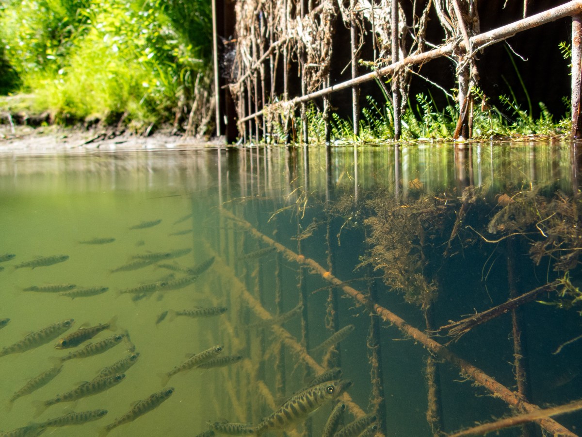 UAF International Arctic Research Center habitat and species interactions&nbsp;research