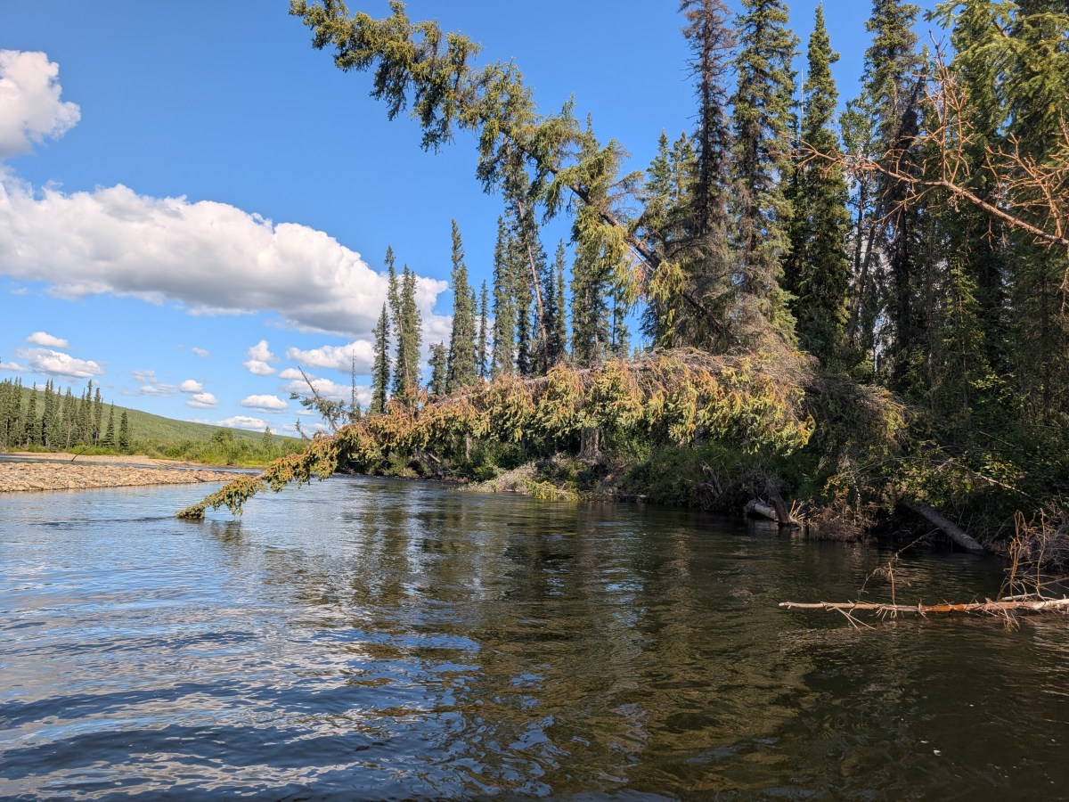 2025 Chum Salmon Studies and&nbsp;Outreach